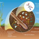 State of rhizospheric science