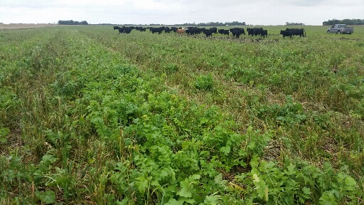 cattle in a field