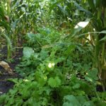 Interseeded cover crop into corn