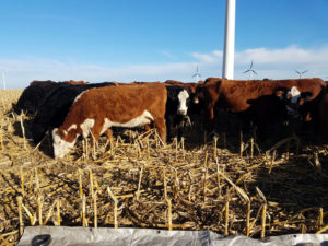 Cattle in corn field