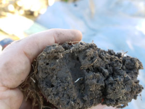 Soil in hand