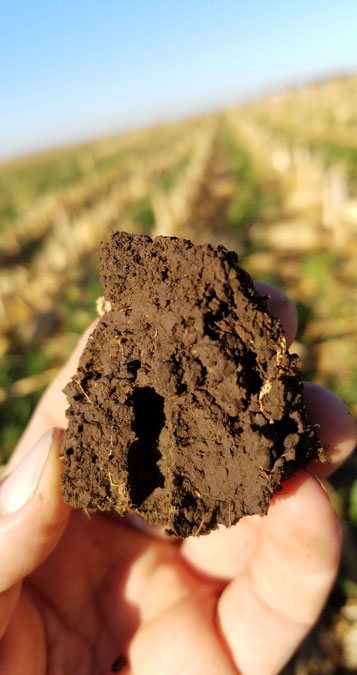 soil in hand