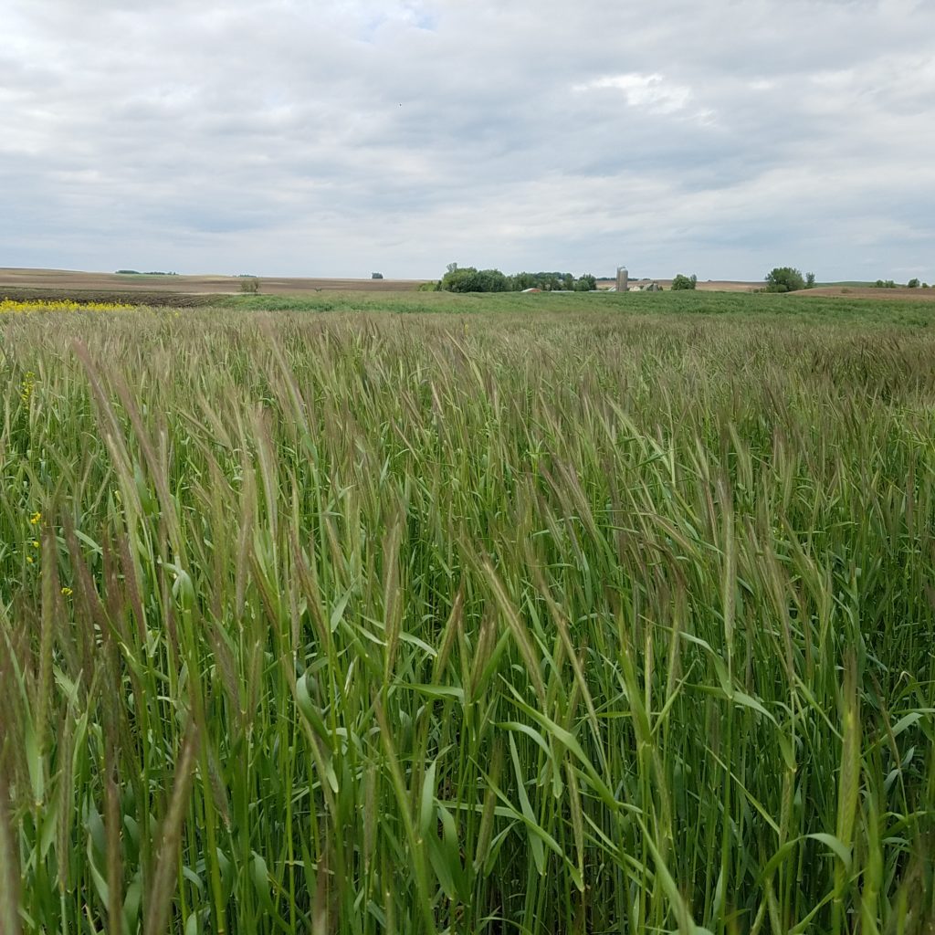 Schmidt wheat field