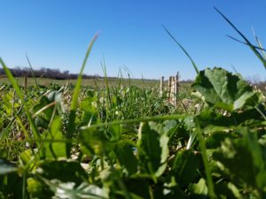 Cover crop