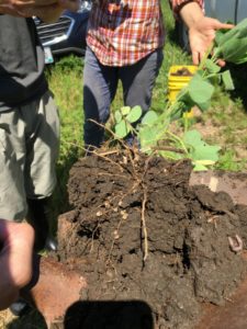 soil health demonstration