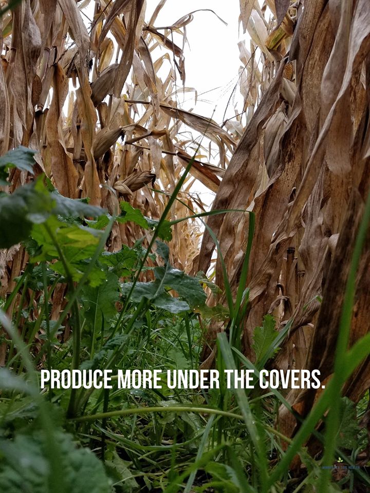 produce more under cover crop